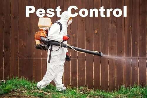 Pest control Kenya