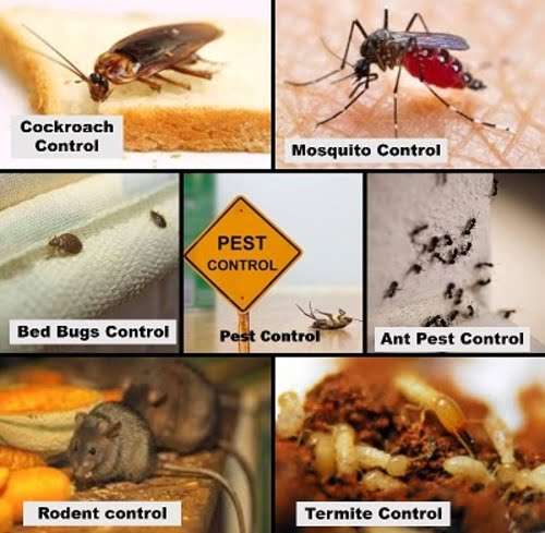 Pest-control-services-in-Kenya-Nairobi
