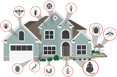 Signs of pests infestation in homes & businesses