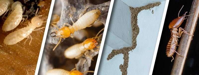 Termites control in Meru Termites control in Meru