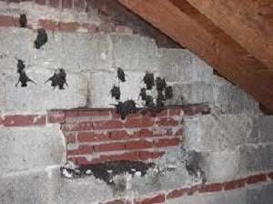 bats control Meru bats control Meru