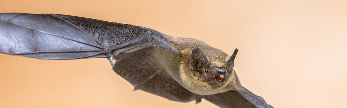 bats control in Thika