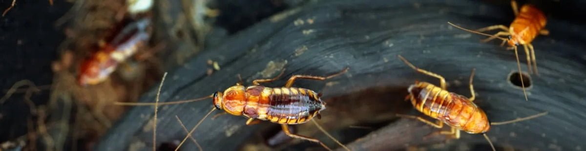 cockroaches control services in Meru