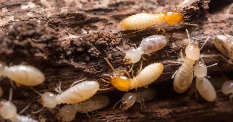Termites control in Thika