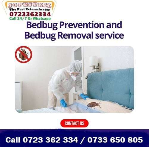 Bed bugs control services Kenya