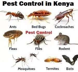Pest control in Laikipia Pest control in Laikipia