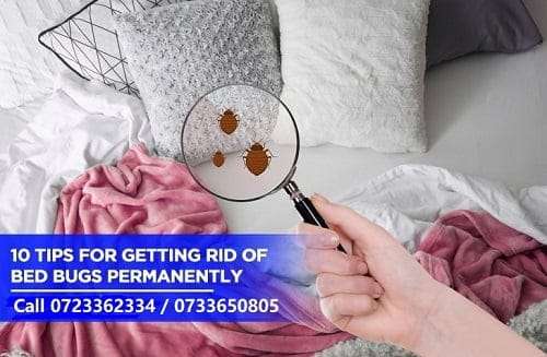 Getting rid of bedbugs permanently in Kenya? Getting rid of bedbugs permanently in Kenya?