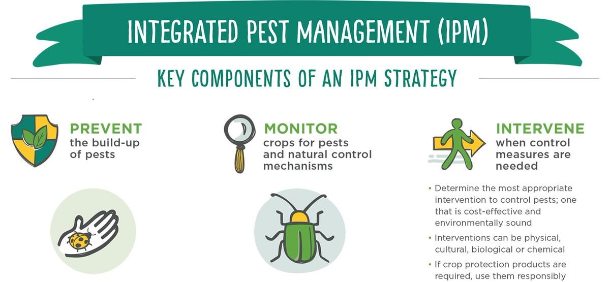 Integrated Pest Management in Kenya