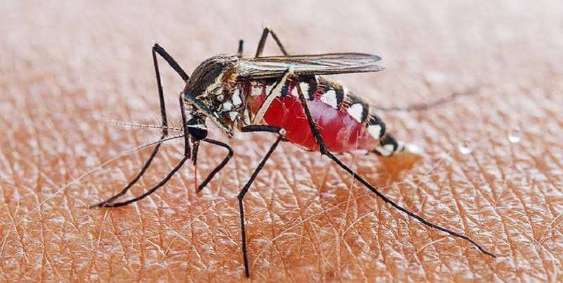 How to get rid of mosquitoes in Kenya?