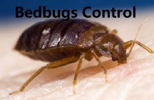 Bedbugs control Kenya