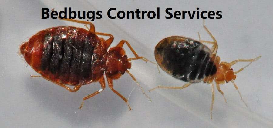 Bedbugs control services Kenya