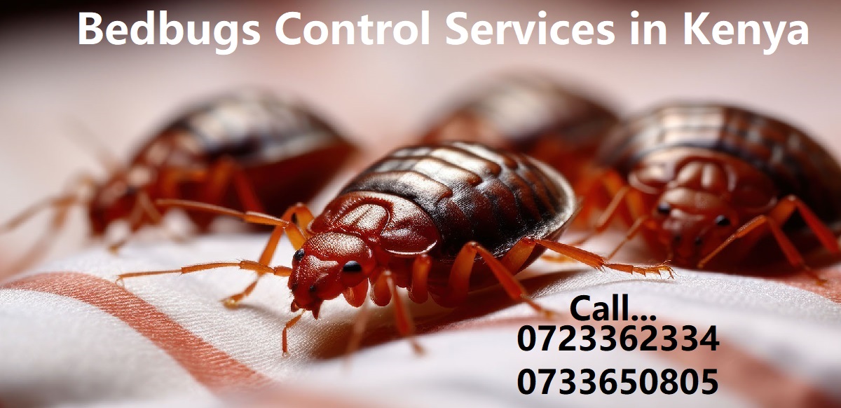 Jopestkil Kenya Top Best Expert Bedbugs Control Services