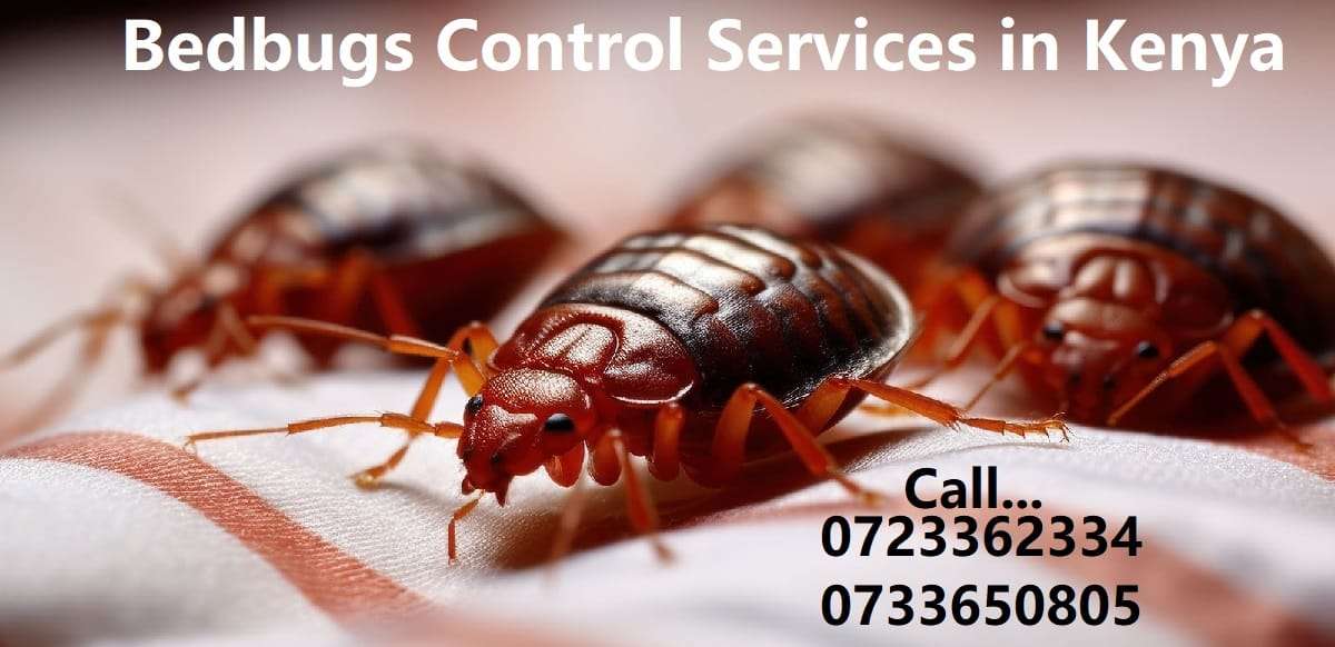 Bedbugs control services