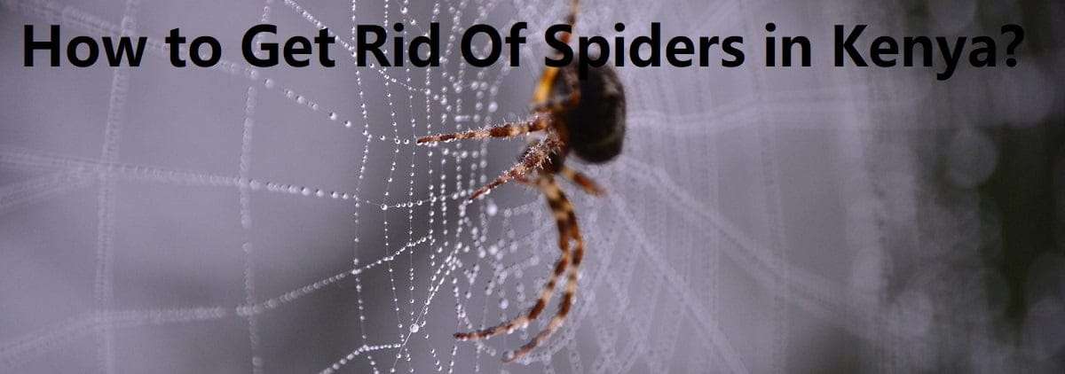 How to get rid of spiders in Kenya