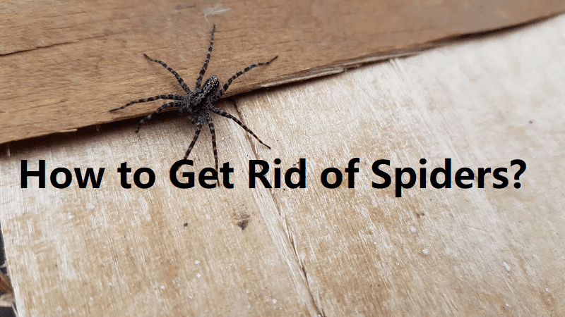 How to get rid of spiders?