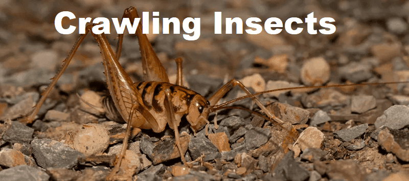 Crawling insects