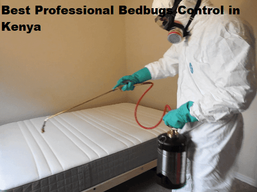 Best professional bedbugs control in Kenya
