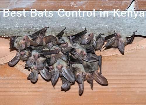 Best bats control in Kenya