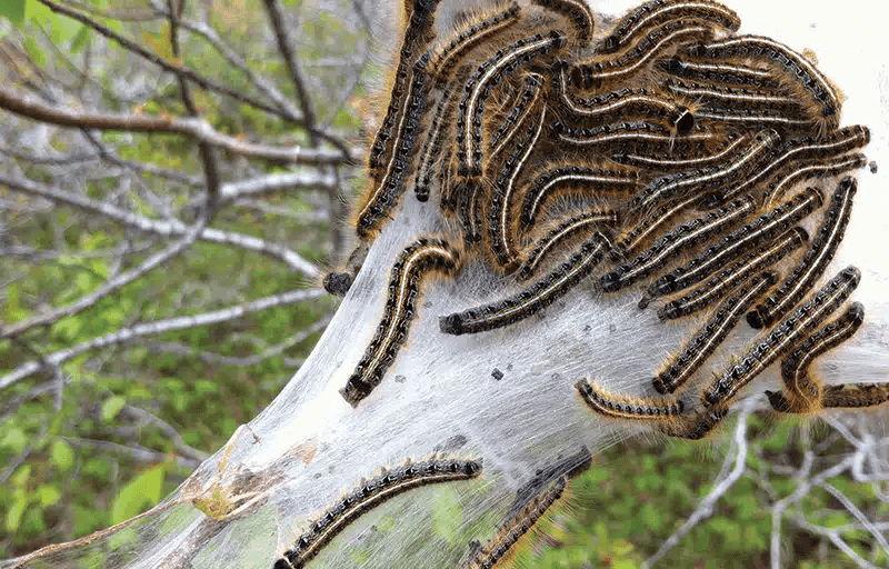Caterpillars control in Kenya Caterpillars control in Kenya