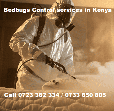 Bedbugs control services Kenya