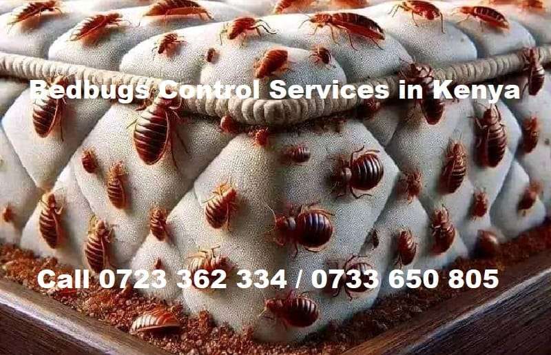 Bedbugs control services in Kenya