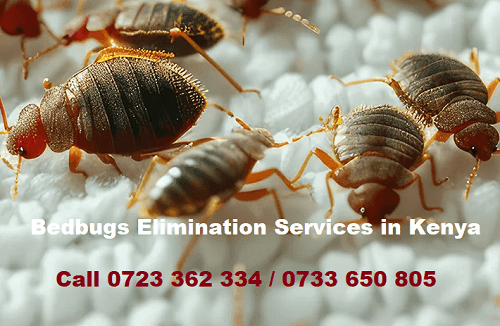 Bedbugs elimination services in Kenya