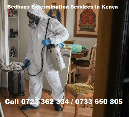 Bedbugs extermination services in Kenya