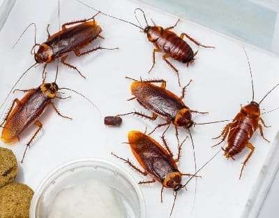 Best pest control services Kisumu Best pest control services Kisumu