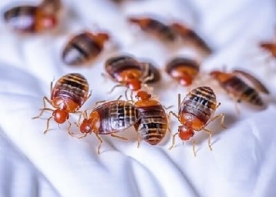 Pest control services in Eldoret Pest control services in Eldoret