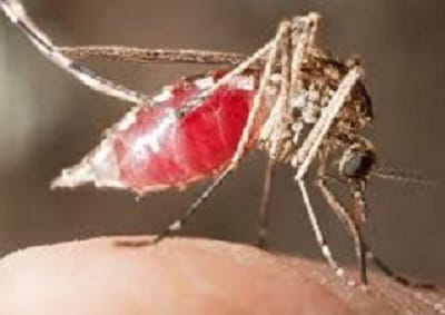 Mosquito types & species Kenya