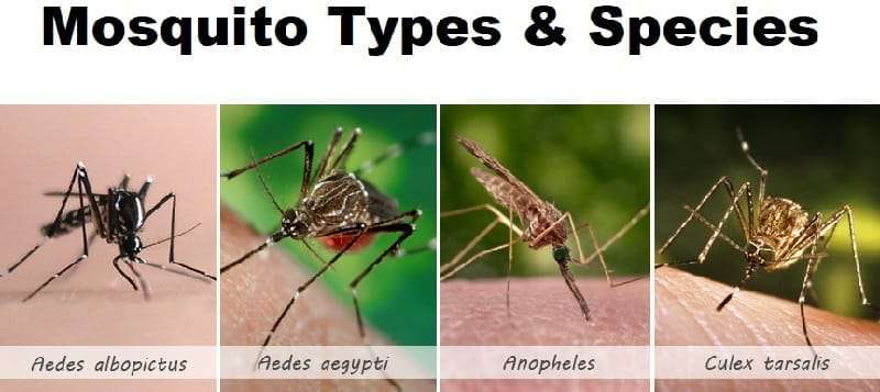 Mosquito types & species