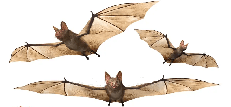 Bats removal in Nairobi