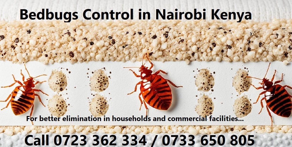 Bedbugs Control Services in Kenya & Best Bedbugs Control in Kenya