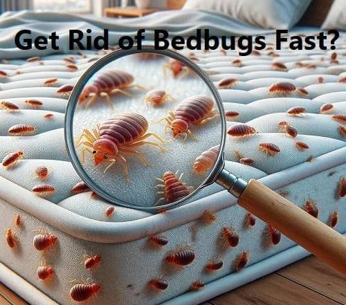 How to get rid of bedbugs fast in Kenya?