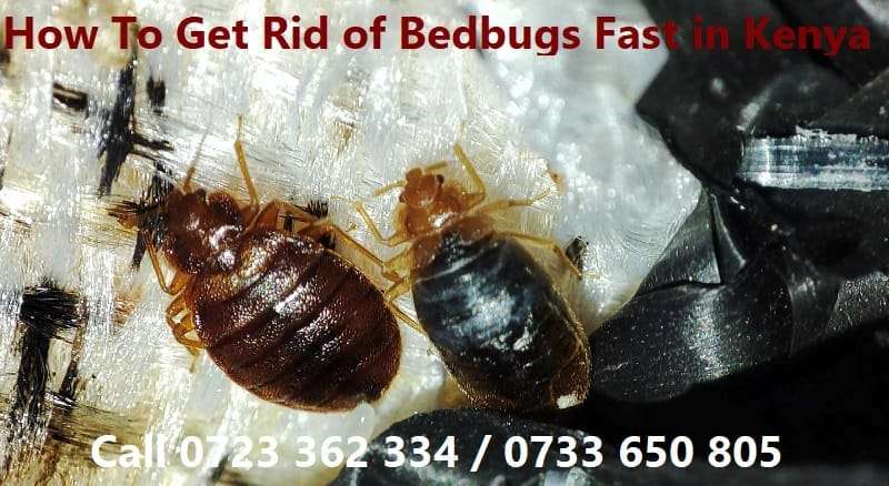 How to get rid of bedbugs in fast in Kenya?