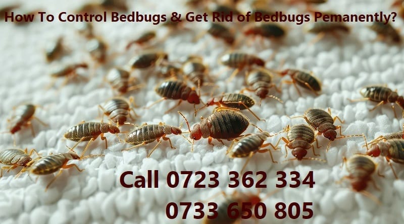 How to get rid of bedbugs? How to get rid of bedbugs?