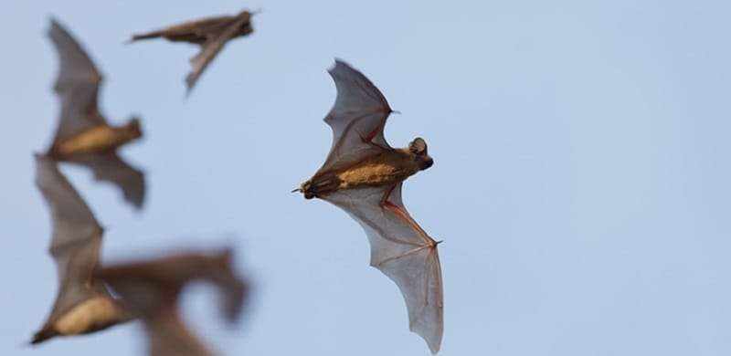 Pesticides For Bats Pesticides For Bats