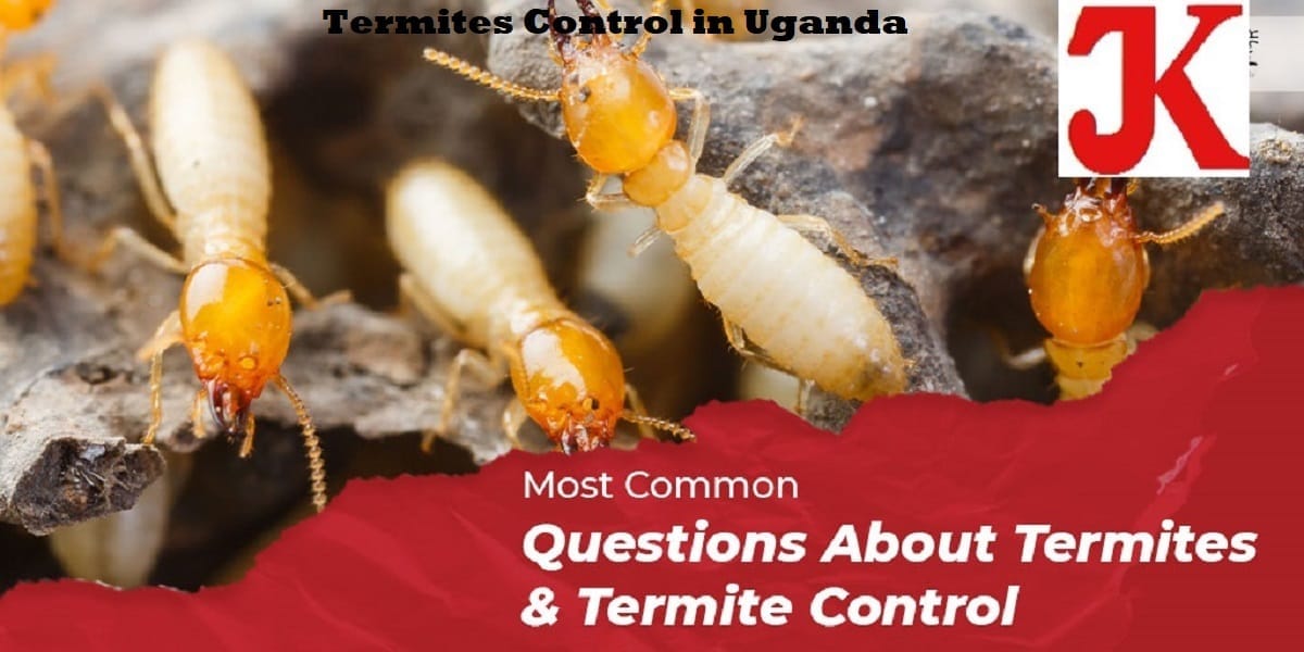 Termites control in Kampala Uganda