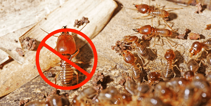 Termites control in Uganda