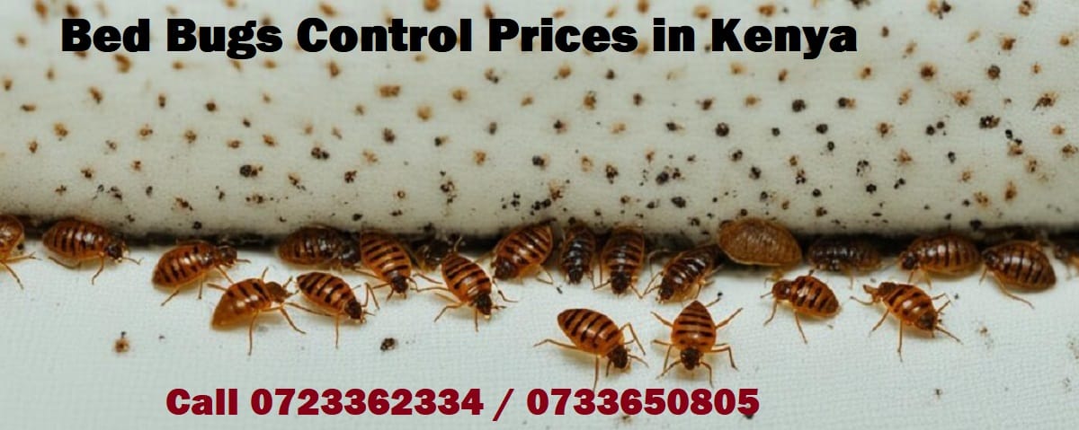 Bed Bug Treatment and control prices Bed Bug Treatment and control prices