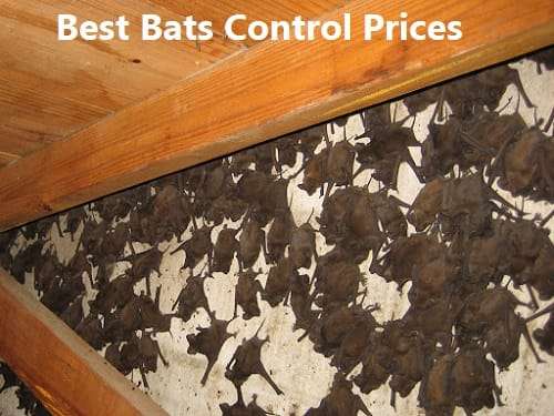 Bats control prices in Kenya