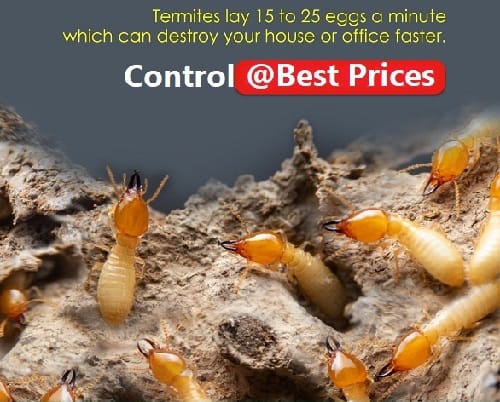 Termites control prices Termites control prices