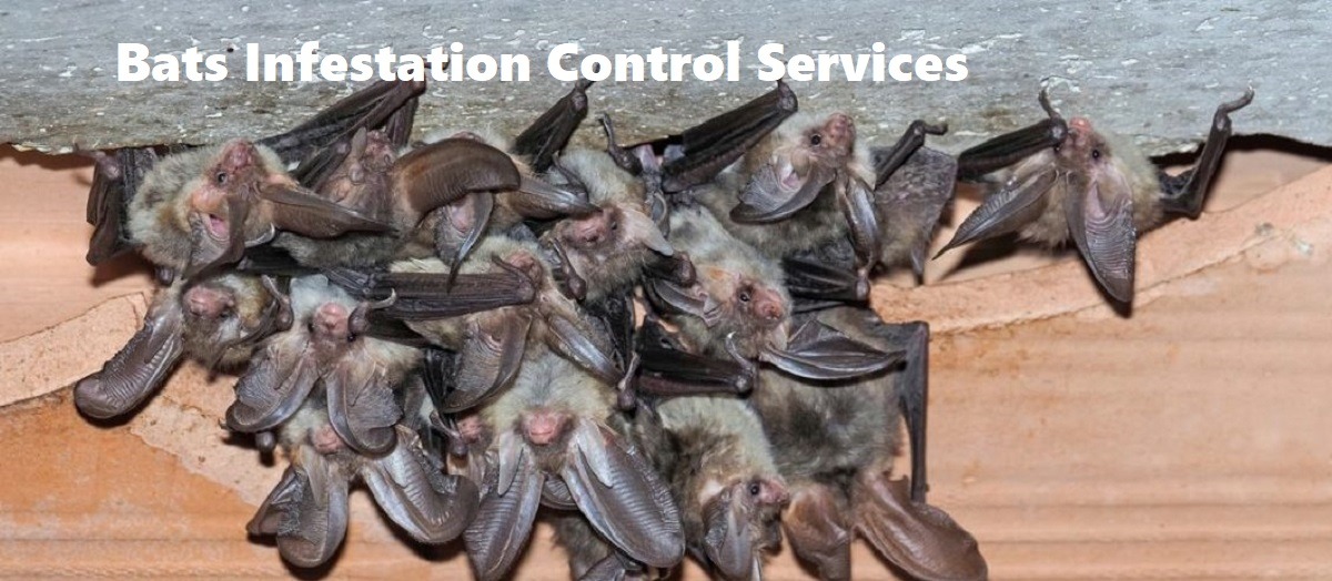 Bats control Meru Bats control Meru