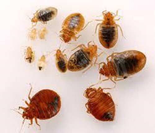 Bedbugs control in Thika