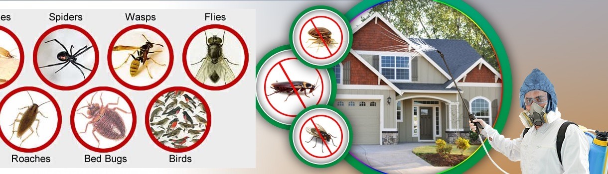 Fumigation-and pest-control-services-Homa Bay