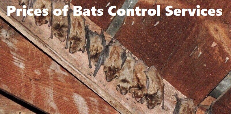 Prices of bats control services