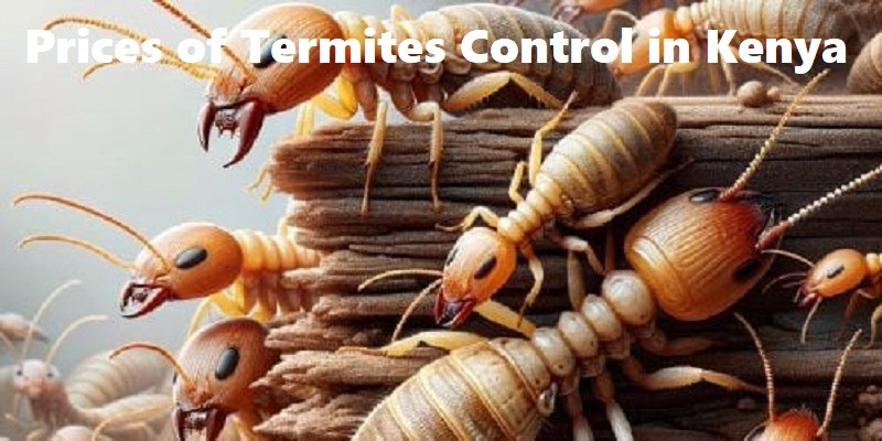 Prices of termites control in Kenya Prices of termites control in Kenya