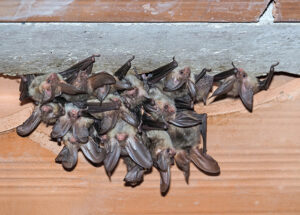 how-to-keep-bats-away-from-house how-to-keep-bats-away-from-house