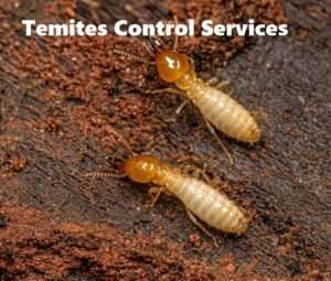 Termites control services