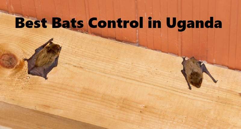 Best bats control in Uganda